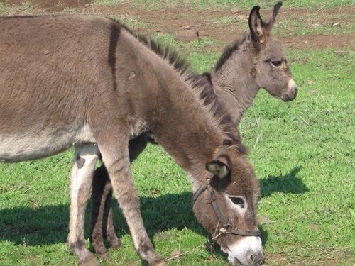 אטרקציות חאן אל על